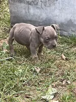 Boy 1, a male American Bully and American Pit Bull Terrier for sale in Foley, MN – 4 of 4