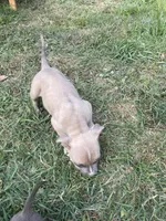 Boy 3 , a male American Bully and American Pit Bull Terrier for sale in Foley, MN – 7 of 7