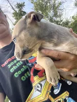 Genuine, a male American Bully and American Pit Bull Terrier for sale in Foley, MN – 1 of 6