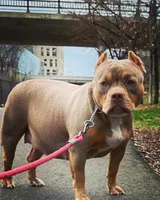 Karma, a female American Bully for sale in Foley, MN – 4 of 6