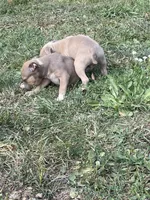 Genuine, a male American Bully and American Pit Bull Terrier for sale in Foley, MN – 4 of 6