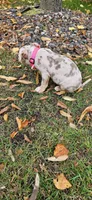 Karma, a female American Bully for sale in Foley, MN – 2 of 6