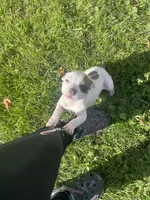 Peanut, a female American Bully and American Pit Bull Terrier for sale in Foley, MN – 2 of 4