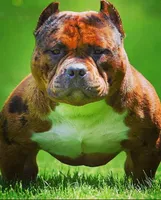 Karma, a female American Bully for sale in Foley, MN – 5 of 6