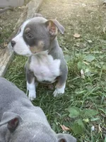 Faith, a female American Bully and American Pit Bull Terrier for sale in Foley, MN – 7 of 9