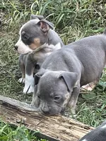 Faith, a female American Bully and American Pit Bull Terrier for sale in Foley, MN – 2 of 9