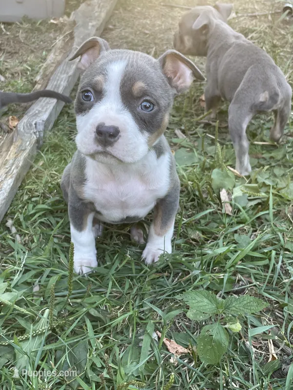 Faith – American Bully, American Pit Bull Terrier puppy on hold in Foley, MN