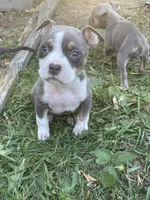 Faith, a female American Bully and American Pit Bull Terrier for sale in Foley, MN – 1 of 9