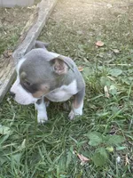 Faith, a female American Bully and American Pit Bull Terrier for sale in Foley, MN – 3 of 9
