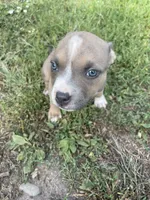Boy 3 , a male American Bully and American Pit Bull Terrier for sale in Foley, MN – 2 of 7