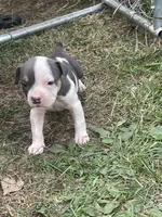 Boy 2, a male American Bully and American Pit Bull Terrier for sale in Foley, MN – 2 of 4