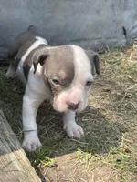 Boy 2, a male American Bully and American Pit Bull Terrier for sale in Foley, MN – 3 of 4