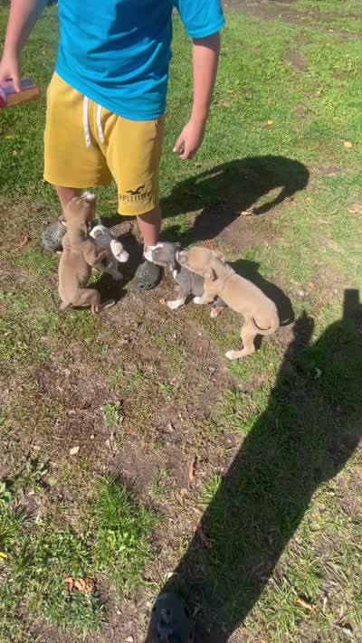 Remy, a male American Bully and American Pit Bull Terrier for sale in Foley, MN – 6 of 6