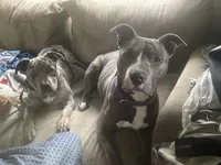 Genuine, a male American Bully and American Pit Bull Terrier for sale in Foley, MN – 5 of 6