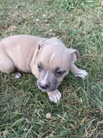 Boy 3 , a male American Bully and American Pit Bull Terrier for sale in Foley, MN – 6 of 7