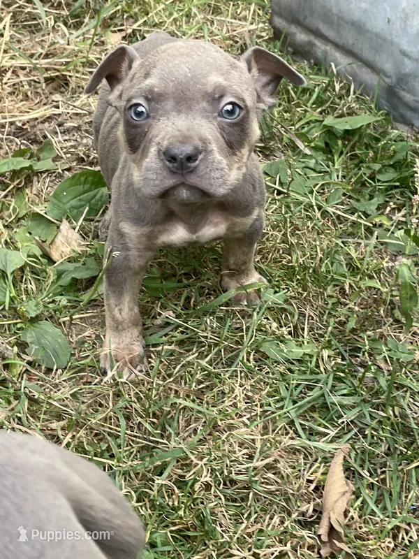 Boy 1 – American Bully, American Pit Bull Terrier puppy for sale in Foley, MN