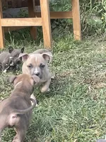 Boy 3 , a male American Bully and American Pit Bull Terrier for sale in Foley, MN – 5 of 7