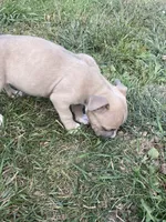 Boy 3 , a male American Bully and American Pit Bull Terrier for sale in Foley, MN – 4 of 7