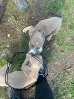 Remy, a male American Bully and American Pit Bull Terrier for sale in Foley, MN – 2 of 6
