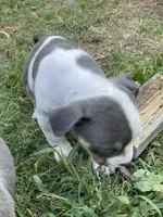 Boy 2, a male American Bully and American Pit Bull Terrier for sale in Foley, MN – 4 of 4