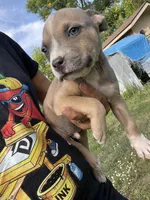 Genuine, a male American Bully and American Pit Bull Terrier for sale in Foley, MN – 2 of 6