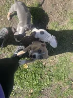 Peanut, a female American Bully and American Pit Bull Terrier for sale in Foley, MN – 3 of 4