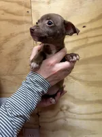 Peach, a female Rat Terrier for sale in Whitakers, NC – Photo 4 of 6