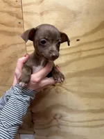 Peach, a female Rat Terrier for sale in Whitakers, NC – Photo 1 of 6