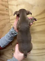 Peach, a female Rat Terrier for sale in Whitakers, NC – Photo 6 of 6