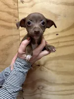 Peach, a female Rat Terrier for sale in Whitakers, NC – Photo 3 of 6