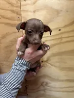 Peach, a female Rat Terrier for sale in Whitakers, NC – Photo 2 of 6