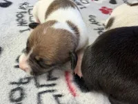 Ronda, a female Rat Terrier for sale in Whitakers, NC – 3 of 7