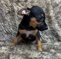 Ziggy, a male Rat Terrier for sale in Whitakers, NC – 7 of 8