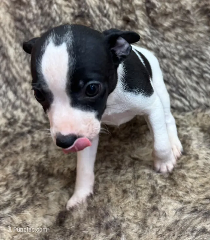 Lola – Rat Terrier puppy for sale in Whitakers, NC
