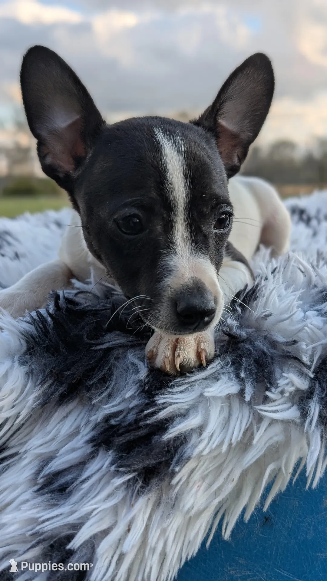 Jasmine , a female Rat Terrier for sale in Whitakers, NC – Photo 5 of 10
