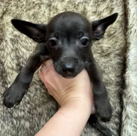 Dusty, a male Rat Terrier for sale in Whitakers, NC – 2 of 4