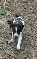 Trooper, a male Rat Terrier for sale in Whitakers, NC – 3 of 5