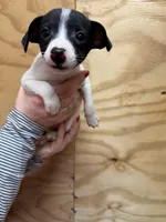 Jasmine , a female Rat Terrier for sale in Whitakers, NC – Photo 2 of 5