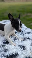 Jasmine , a female Rat Terrier for sale in Whitakers, NC – Photo 2 of 10