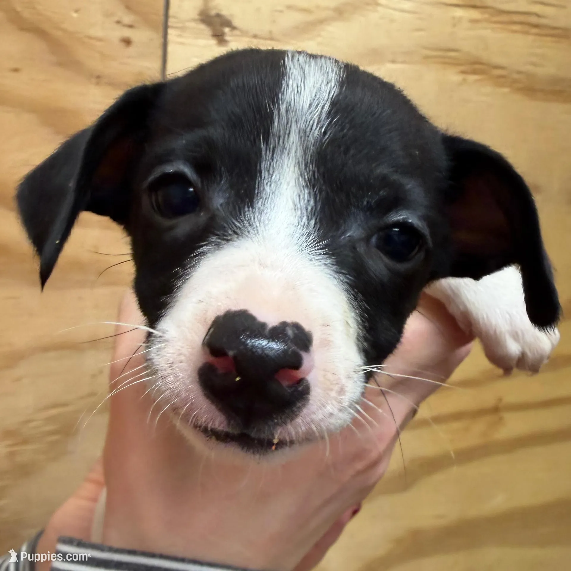 Jasmine  – Rat Terrier puppy for sale in Whitakers, NC