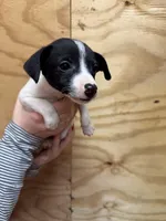 Jasmine , a female Rat Terrier for sale in Whitakers, NC – Photo 3 of 5