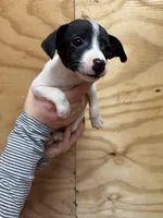 Jasmine , a female Rat Terrier for sale in Whitakers, NC – Photo 4 of 5