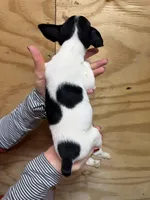 Jasmine , a female Rat Terrier for sale in Whitakers, NC – Photo 5 of 5