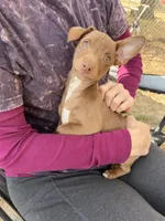 Chocolate , a male Rat Terrier for sale in Whitakers, NC – Photo 2 of 3