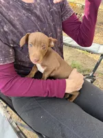 Chocolate , a male Rat Terrier for sale in Whitakers, NC – Photo 1 of 3
