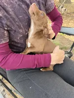 Chocolate , a male Rat Terrier for sale in Whitakers, NC – Photo 3 of 3