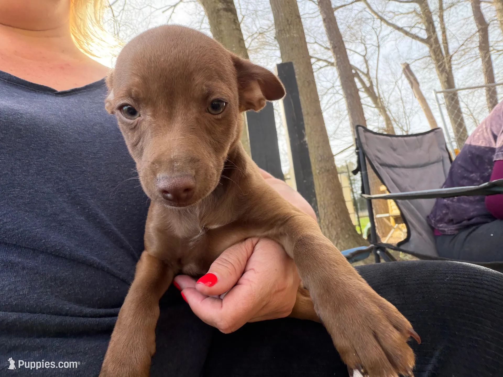 Hershey, a male Rat Terrier for sale in Whitakers, NC – Photo 3 of 5