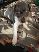 Oreo, a male Rat Terrier for sale in Whitakers, NC – Photo 3 of 6