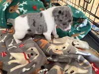 Oreo, a male Rat Terrier for sale in Whitakers, NC – Photo 5 of 6