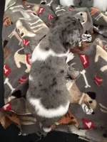 Oreo, a male Rat Terrier for sale in Whitakers, NC – Photo 4 of 6